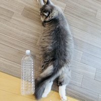 ペットボトルの隣に寝そべるサイベリアン