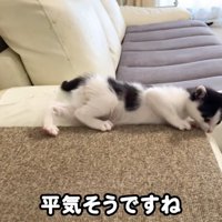 ソファで横になって遊ぶ子猫