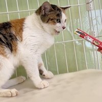 おやつを見る猫