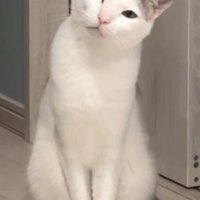 首を傾げて飼い主を見つめる猫