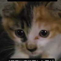 カメラに近づく子猫