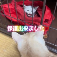 赤いバッグの中にいる子猫