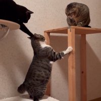 前足で猫をタッチする黒猫