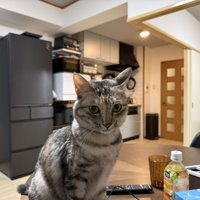 テーブルの上の猫
