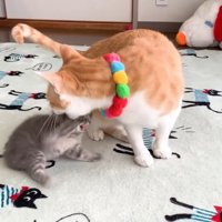 子猫を噛む成猫