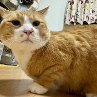 飼い主さんを見る猫