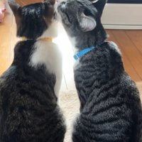 左の猫の毛づくろいをしている右の猫