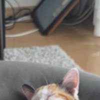 眠る猫