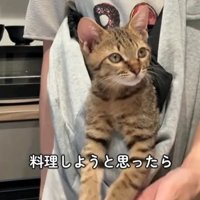抱っこ紐の中で顔をあげて横を見ている猫