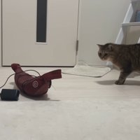 見つめる姿