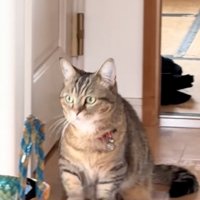 動く猫