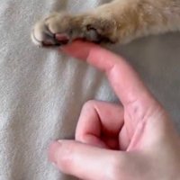 指を伸ばす飼い主さん