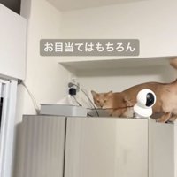 冷蔵庫の上で顔を上げる猫