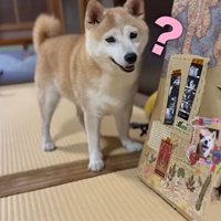 不思議そうなももちゃん