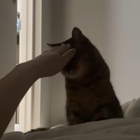 飼い主に撫でられるミヌエット
