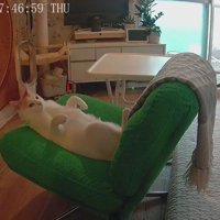 イスの上で仰向けになる猫