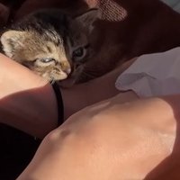 体を拭かれる2匹の子猫