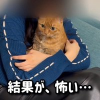 猫を抱く女の子
