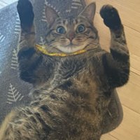 バンザイする猫
