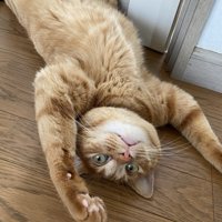 仰向けの猫
