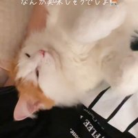 目を細める猫