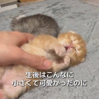 生後間もなくの猫さん