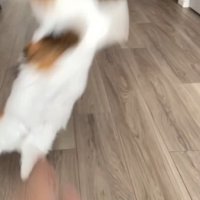 おもちゃを見つめながらジャンプする猫
