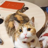 パパの呼び掛けに返事するスコティッシュフォールド