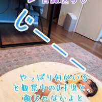 赤ちゃんから見られて目線をはずす猫