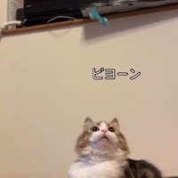 おもちゃが猫の後方に飛ぶ
