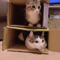 段ボールに入っている2匹の猫
