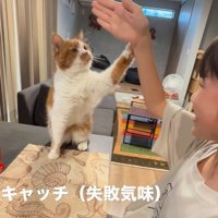 芸をする猫