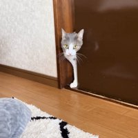 ドアを開ける猫