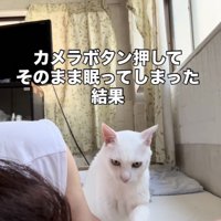 眠るママを起こす白猫