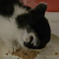 一心不乱にごはんを食べる子猫