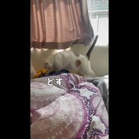 どす