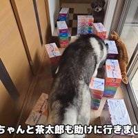 きゅうちゃんを助けに行くはっちゃんと茶太郎くん