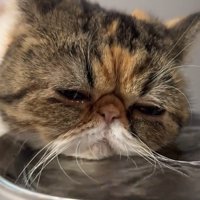 眠そうな表情で水を飲む猫