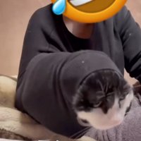 投稿主さんのお姉さんの袖に入る猫