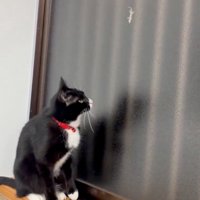 ヤモリを見つめる猫