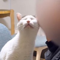 ヒゲの生えたアゴで撫でられて目を細める猫