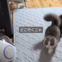 「どこ行くニャ」と書かれた写真2