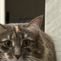テレビの上の猫