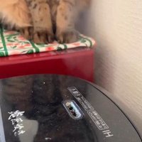 炊飯器と猫の足