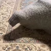 セーターに入った猫