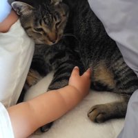 眠っている赤ちゃんのお尻に頭を乗せてくつろいでいる猫