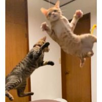 遊んでいる猫たち