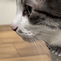 猫の横顔