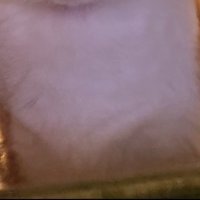 猫の足元