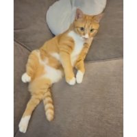寝転がる猫
